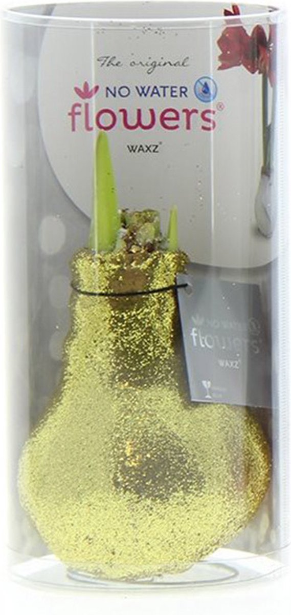 Wax Amaryllis Glitterz Goud in Koker | 1 stuk | Prachtige Wax Amaryllis voor in
